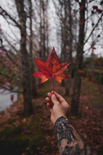 maple leaf person holding maple leaf flora